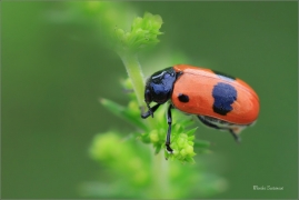 <p>VRBAŘ UHLAZENÝ (Clytra laeviuscula) jižní Morava ---- /Ant bag beetle/</p>